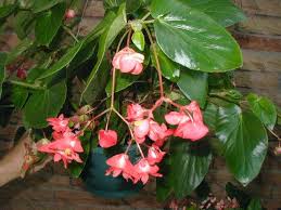 Одората фрагрант рэд (begonia odorata fragrant red), пинк дэлайт (odorata pink delight), опиум рэд (opium red), опиум уайт (opium white). Begonia Christmas Candy Buy It Now