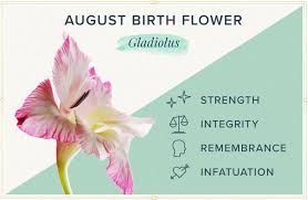 Check spelling or type a new query. August Birth Flower More Gladiolus Proflowers
