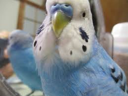 セキセイ インコ くちばし 青い