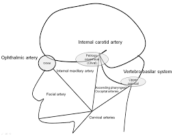 Basilar artery ophthalmic artery vertebral artery branches of the external carotid artery internal carotid artery superficial temporal artery external carotid artery maxillary artery occipital artery. Diagram Of The Functional Vascular Anatomy Of The Head And Neck With Download Scientific Diagram
