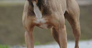 Please read info below before contacting,,,, now accepting $50 deposits. Pin On Working Dogs