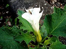 Image result for Datura stramonium