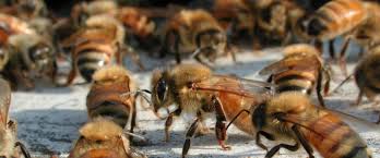 This is a very common looking carpenter bee. The Colony And Its Organization Mid Atlantic Apiculture Research And Extension Consortium