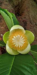 Flowers, with their bright colours and unique shapes, are a wonder of the nature. Pin By í'€ê½ƒì„¸ìƒ On Hoa Ä'áº¹p Unusual Flowers Beautiful Flowers Amazing Flowers