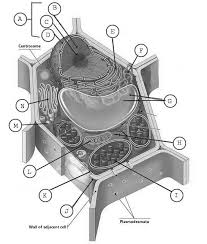 Black and white diagram of plant cell. Black And White Plant Cell Diagram Compared To Drawings Of Cells From Once You Have Mastered This Try Drawing Your Own Diagrams Img Plum