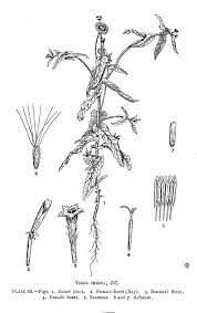 Image result for Pentanema indicum