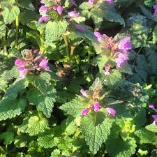 Check spelling or type a new query. Spring Foraging Wild Edible Flowers Greens And Shoots Good Life Revival