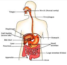 The main functions of liver include (1) secretion of bile and bile salts, and. Draw A Diagram Of The Human Alimentary Canal And Label The Following Oesophagus Gallbladder Liver And Pancreas