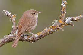 You can download, edit these watercolors for personal use for your presentations, webblogs, or other project 900x900 house wren bird watercolor painting. Join Prescott Farm For A Birdwatching Walks On May 5 12 Prescott Farm