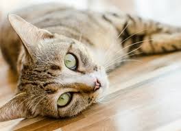 What Should My Cats Poop Look Like
