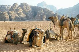 See 2,106 traveller reviews, 2,514 lowest prices for your stay. Wadi Rum I Half Daytour