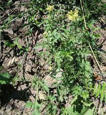 Image result for Erucastrum arabicum