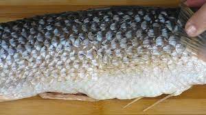 Все о рыбе пиленгас: особенности, способы приготовления, рецепты