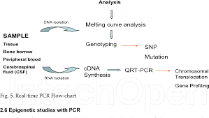 Figure 5 From Pcr Rflp And Real Time Pcr Techniques In