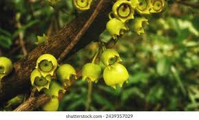 Image result for Bellucia