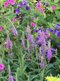Geranium Patricia Campanula Kent Belle Bell Flower Veronica Longifolia Eveline Speedwell Cottage Garden Left Side Back Left And Pflanzen Garten