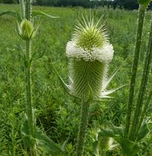 Image result for Dipsacus pinnatifidus