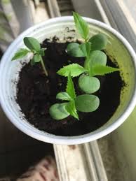 Check spelling or type a new query. How To Plant An Apple Tree Your Complete 2020 Guide