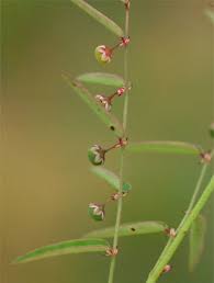 Image result for Phyllanthus pentandrus