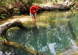 Be careful, though, of the motorboats on the main channel. Chassahowitzka Springs Wildlife Make The Chaz Memorable