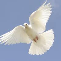 Image result for dove photos