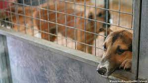 Să ne anunțați dacă aveți orice alte sfaturi de top pentru a. Comisia EuropeanÄƒ Le AratÄƒ ColÈ›ii TraficanÈ›ilor De Caini Europa Dw 13 02 2020