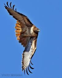 Images Of Uk Birds Of Prey In Flight I Caught This Redtailedhawk Banking As It Flew Back In My Direction Elite Raptors Elite Raptors Mbr Birds Adored Bird Bril Aves Aves Hermosas Aguila