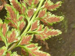 Image result for Asplenium africanum