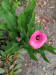 Image result for Zantedeschia rehmannii
