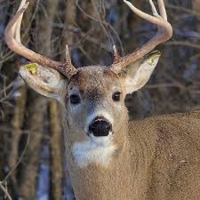 Carrot is tasty, nutritious, and less smelly, so deer will always eat carrots. Update On Carrot The Magical Deer Found With Arrow Through His Head Pet Rescue Report