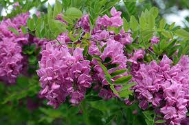 Image result for Robinia