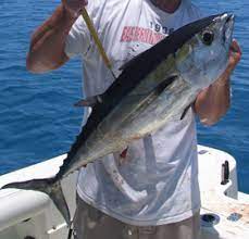 Cele mai intalnite specii comestibile de ciuperci pe care le intalnim in padurile din romania sunt urmatoarele. Pestii Si Icrele Lor Doctor Info Ro