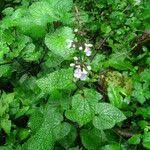 Image result for Stachys aculeolata