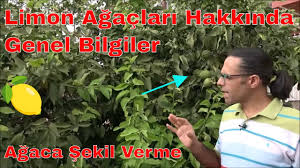 Meyve ağaçlarinda budama meyve ağaçlarının bol ve kaliteli ürün vermesi için, toprağın işlenmesi 2 yıl önce. Limonda Uc Alma Tepe Budamasi Nasil Ve Ne Zaman Yapilir Youtube