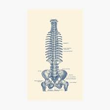 The rib cage, shaped in a mild cone shape and more flexible than most bone sets, is made up of varying elements such as the thoracic vertebra, 12 equally paired ribs, costal cartilage, and held together anteriorly by the sternum. German Rib And Pelvis Diagram Vintage Anatomy Poster 2 Photographic Print By Vaposters Redbubble