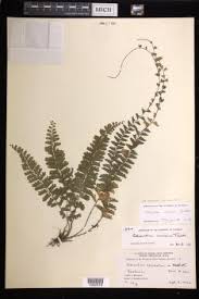 Image result for Adiantum incisum