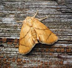 Image result for Apoda limacodes