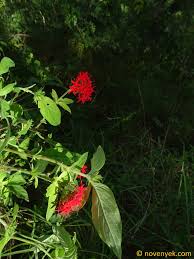 Image result for Rhodopentas