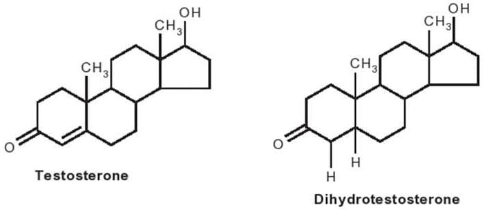 Sự hình thành và tác dụng sinh học của Testosterone - Bệnh viện Quân y 103