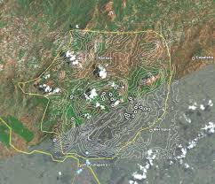 Image result for Erianthemum schelei