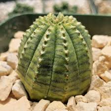 Image result for Euphorbia fortissima