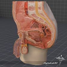 Inferior part of the pleura 5. Male Pelvis 3d Model In Anatomy 3dexport