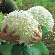 O Hydrangea Arborescens Incrediball Hydrangeas Planter Hage