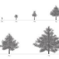 2275 ritchie road china grove, nc 28023. Pdf Modelling Three Dimensional Architecture Of Pine Tree Pinus Sylvestris Linn Var Mongolica Litv In A Semiarid Area