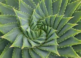 Aloe vera is an alternative treatment, and so there are no approved guidelines about strength or dosage. Aloe