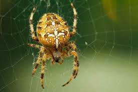 Cross Spider Or Garden Spider Araneus Diadematus A Yellow Colour Variant Sw Korsspindel The Colour May Vary From Grey White Through Yellow Orange To Da