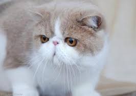 Most of our talented and trusted cat breeders have been with us for a decade and more. Exotic Cat Exotic Shorthair Breed Profile