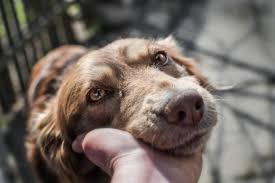 Trauma to the face, eyelids, the eye itself, and the tissues behind the eye may result in dramatic pain. Glaucoma In Dogs Great Pet Care
