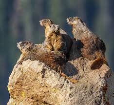 Check spelling or type a new query. Where Can I See Wild Animals In Colorado S National Parks