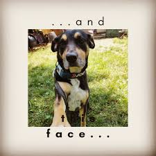 At carolina value pet care, we offer affordable vaccines and preventative medication without high fees so you can provide the necessary care for your furry companions. Happy At Home Pet Care Services Home Facebook